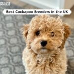 Cockapoo Breeders in the UK