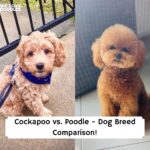 Cockapoo or Poodle