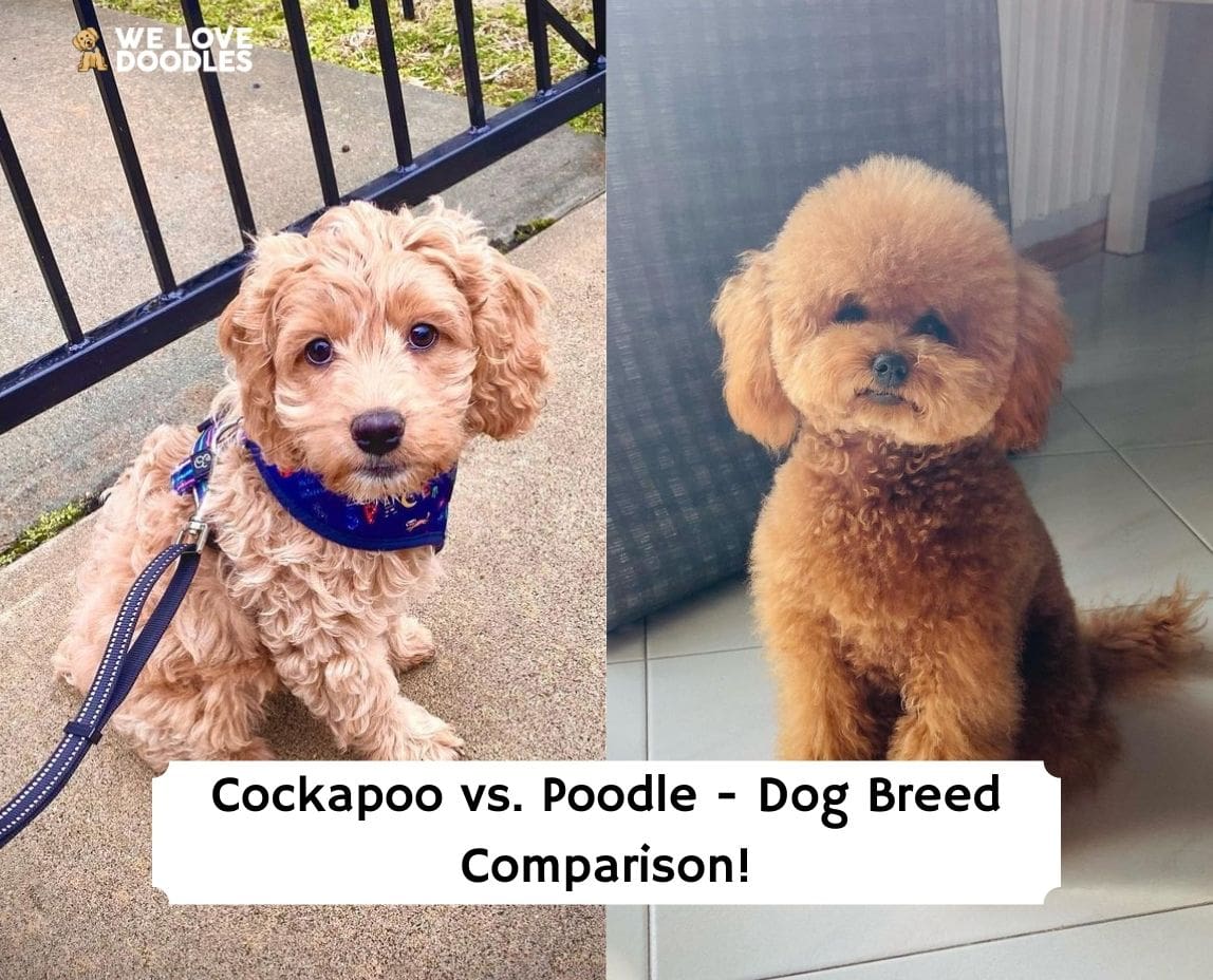 toy poodle and cockapoo mix