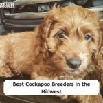 Cockapoo puppies Midwest