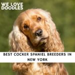 Cocker Spaniel Breeders in New York
