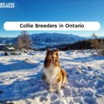 Collie Breeders in Ontario