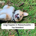 Corgi Breeders MA