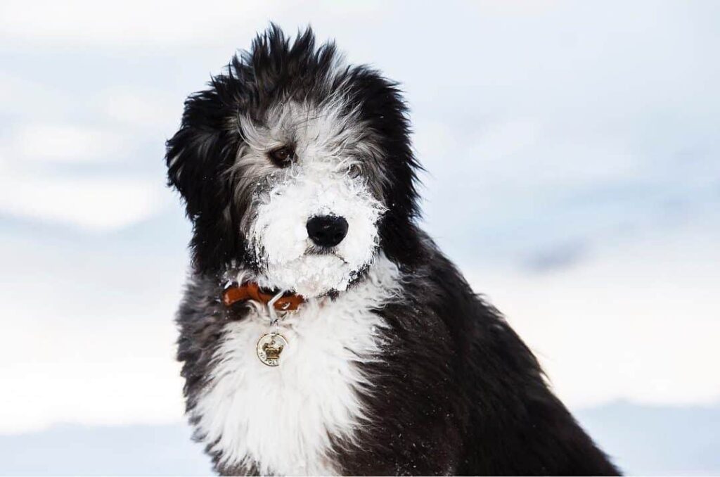 The 150+ Best Sheepadoodle Names!