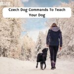 Czech Dog training Commands
