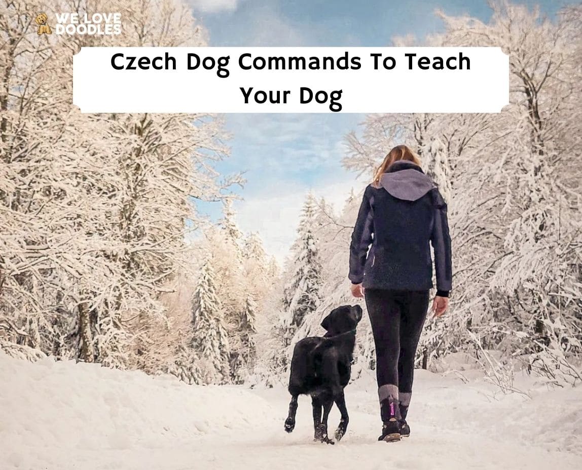 what is the heel command for dogs