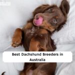 Dachshund puppies in Australia
