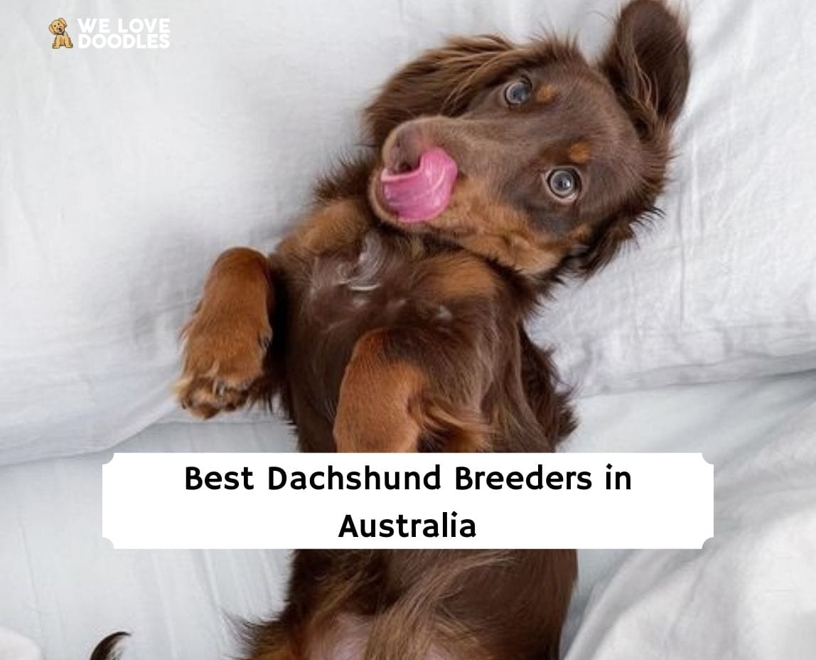 miniature dachshund puppies for sale nsw