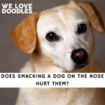 Does Smacking a Dog on the Nose Hurt Them