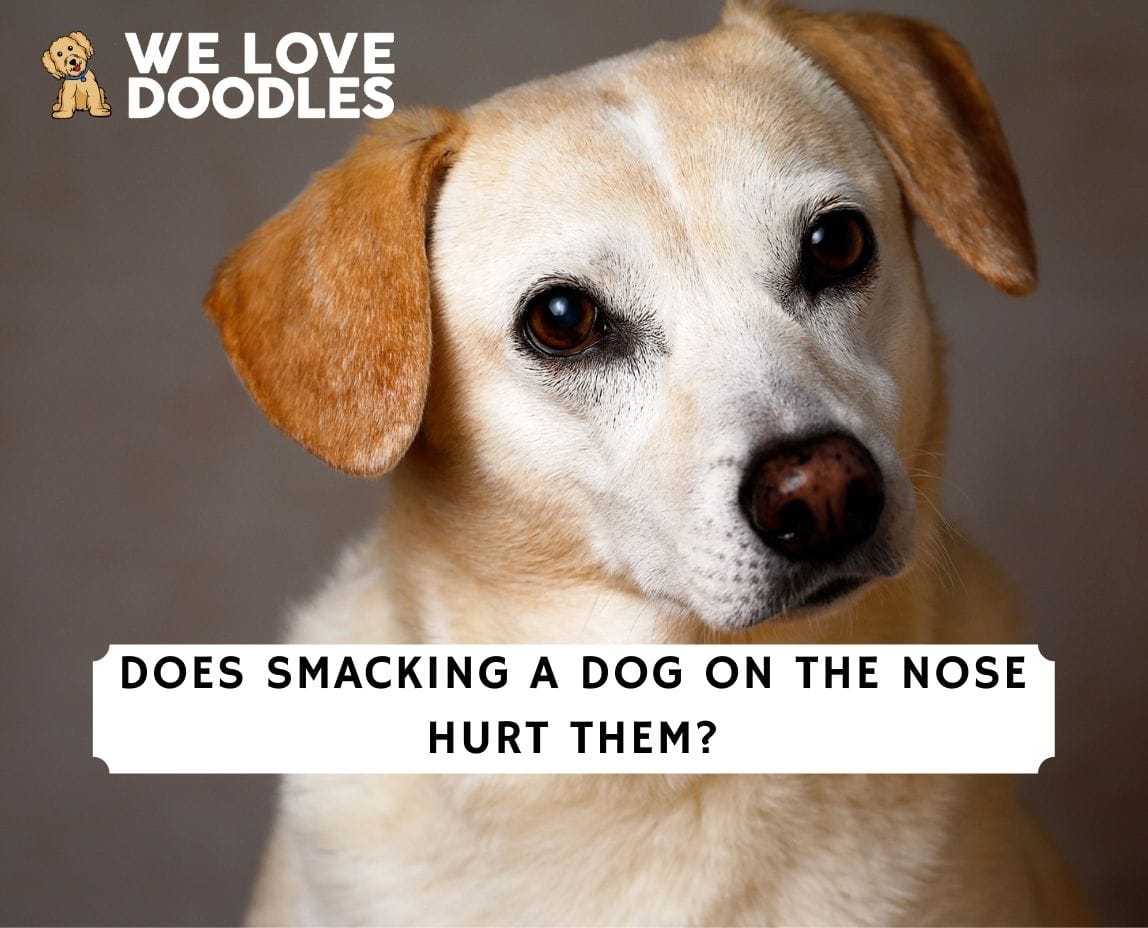 how sensitive are dogs noses