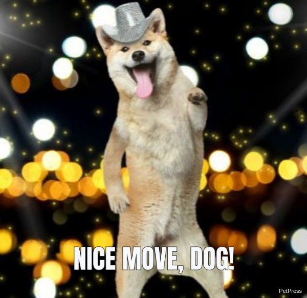 Dog Dancing Into the New Year!