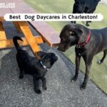 _Dog Daycare Charleston
