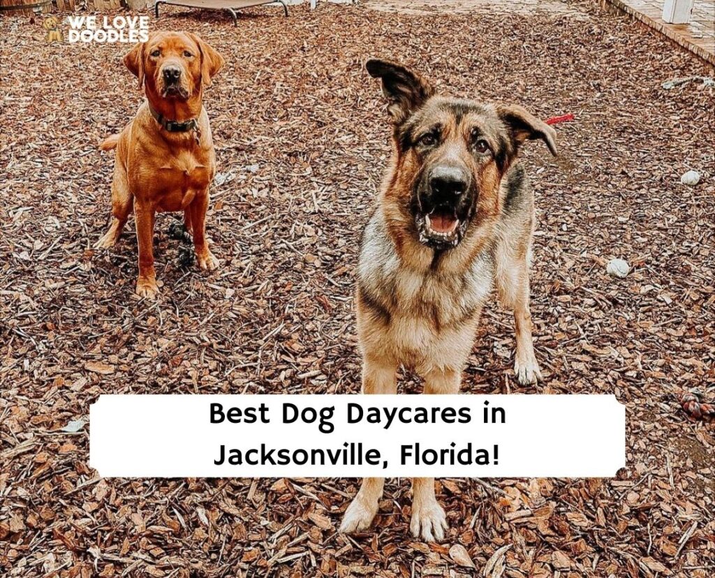 The 8 Best Dog Daycares in Jacksonville, Florida!
