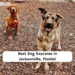 Dog Daycare Jacksonville, Florida
