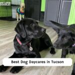Dog Daycare in Tucson