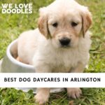 Dog Daycares in Arlington