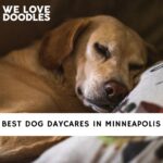 Dog Daycares in Minneapolis