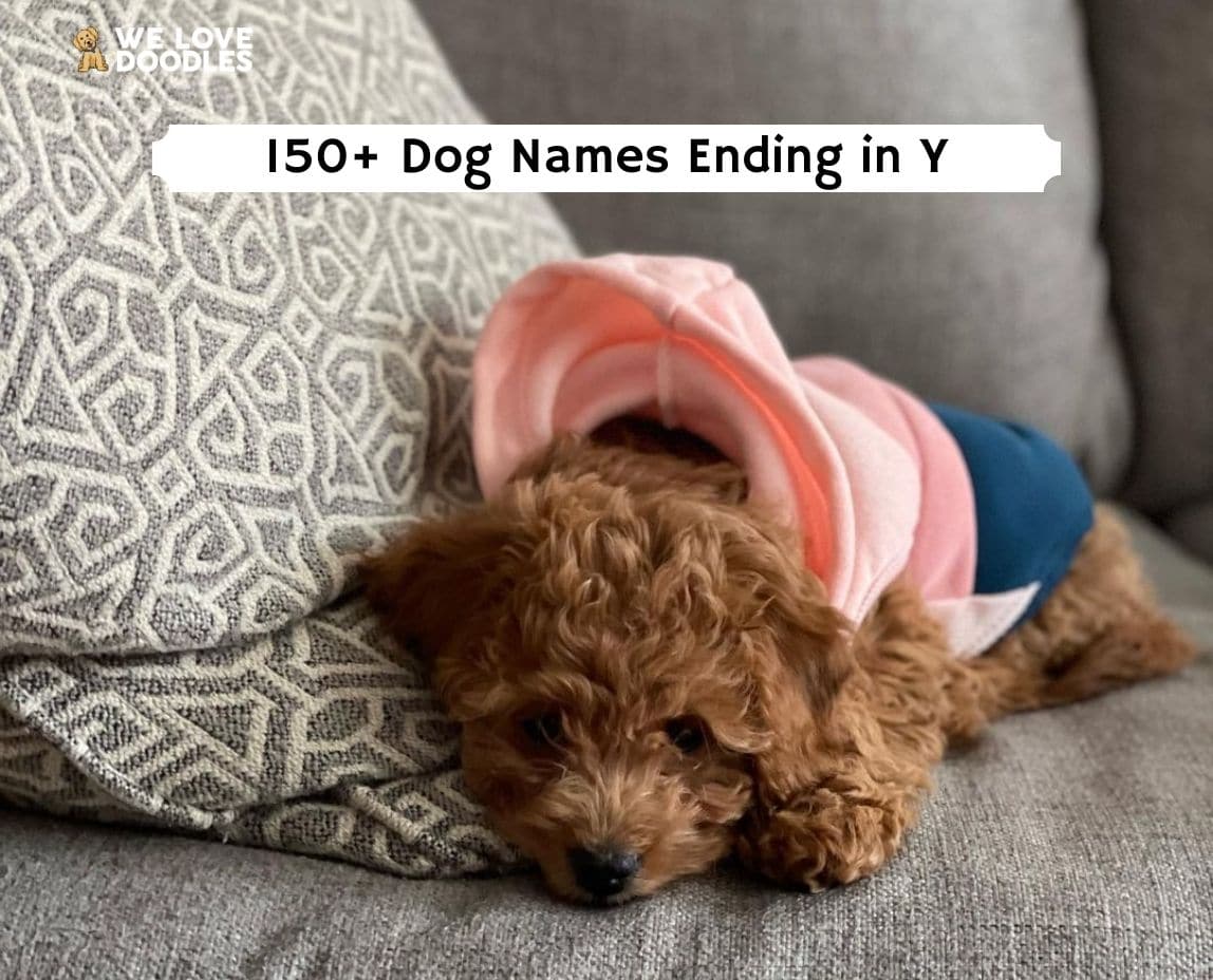 The Best 150+ Dog Names Ending in Y! (2024) - We Love Doodles