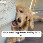 Dog Names Ending in ie