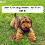 Dog Names That begin with K
