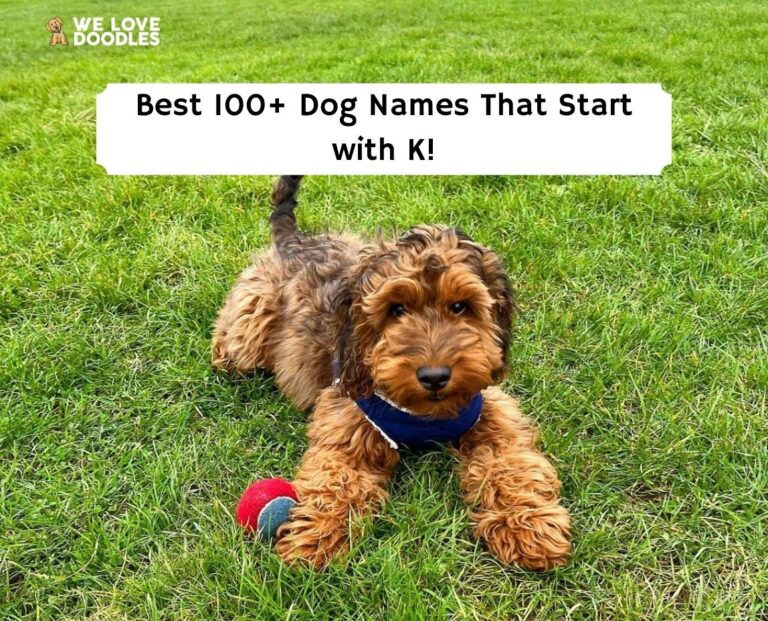 the-best-140-dog-names-that-start-with-k-2023-we-love-doodles