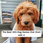 Dog Names that begin with L
