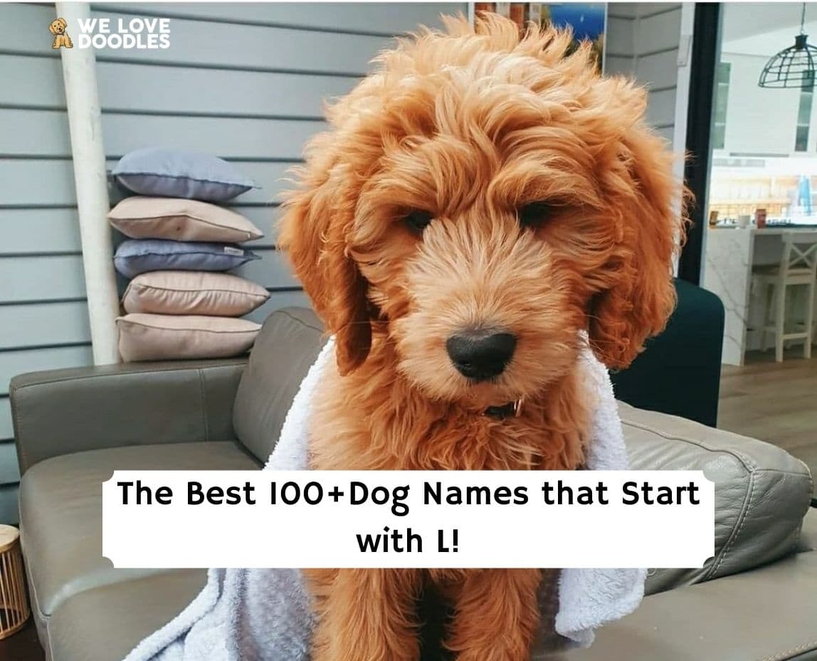 the-100-dog-names-that-start-with-l-2023-we-love-doodles