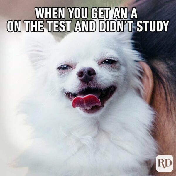 22 Funny Smiling Dog Memes!