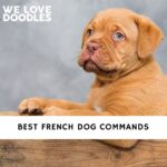 French Dog Commands