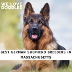 German Shepherd Breeders in Massachusetts