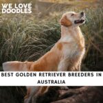 Golden Retriever Breeders in Australia