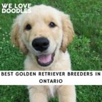 Golden Retriever Breeders in Ontario
