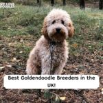 Goldendoodle breeders uk