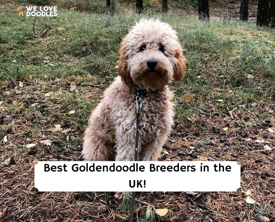 is goldendoodle a recognized breed