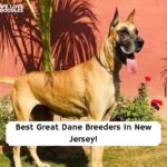 Great Dane puppies in New Jersey