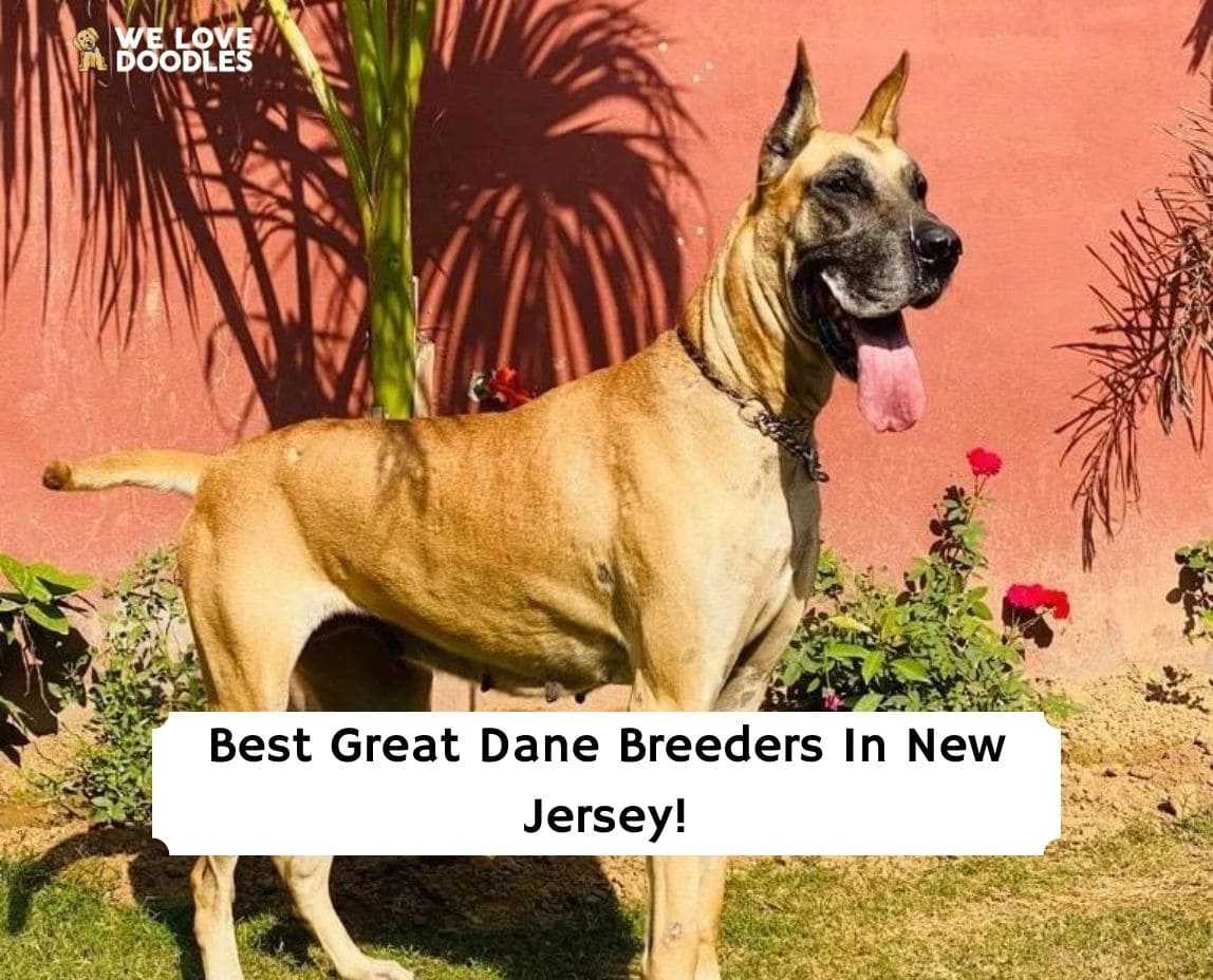 are great dane puppies easy to train