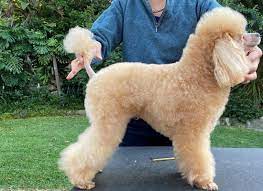 Guan Jun Toy Poodles