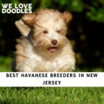 Havanese Breeders in New Jersey