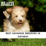 Havanese Breeders in Ontario