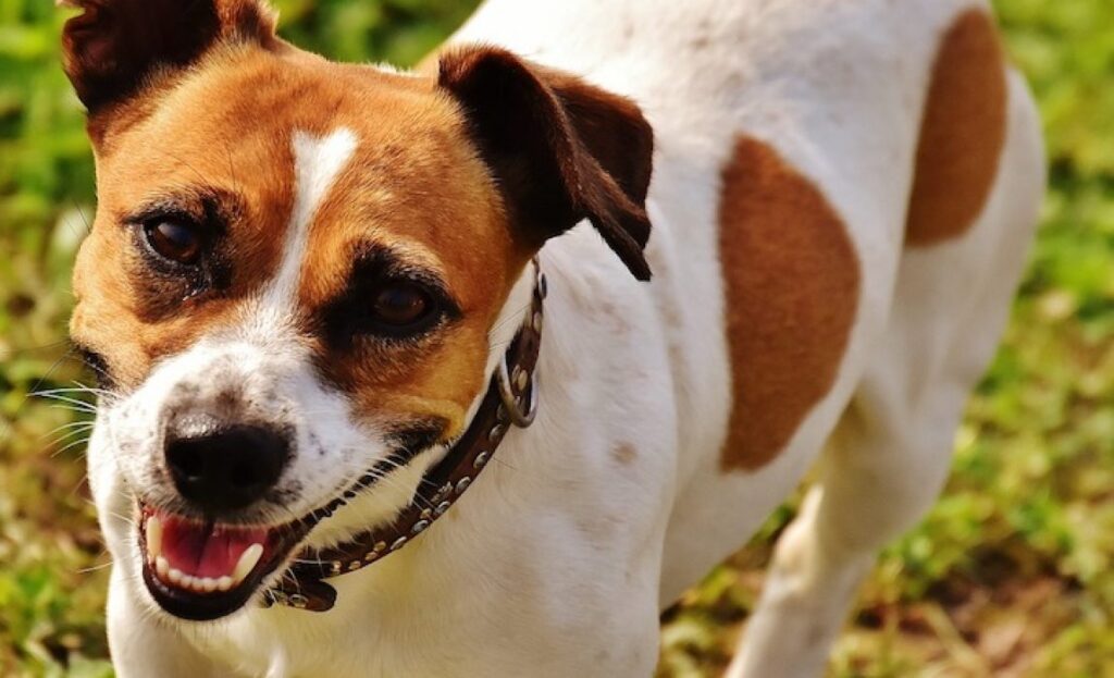 5 Best Jack Russell Breeders In The UK 2023 We Love Doodles