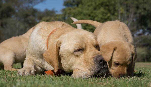 the-best-150-dog-names-ending-in-y-2023-we-love-doodles