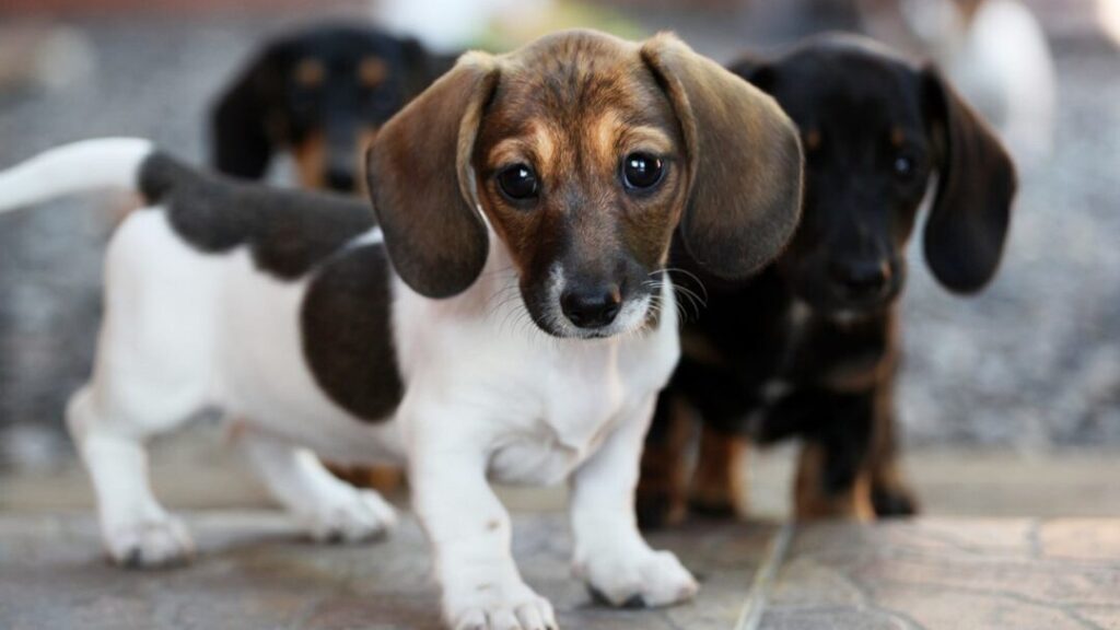 The Best 150+ Dog Names Ending in Y! (2024) We Love Doodles