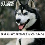 Husky Breeders in Colorado (1)