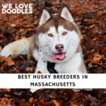 Husky Breeders in Massachusetts