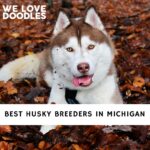 Husky Breeders in Michigan