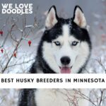 Husky Breeders in Minnesota