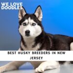 Husky Breeders in New Jersey