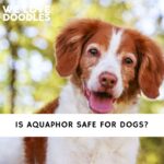 Is Aquaphor Safe For Dogs