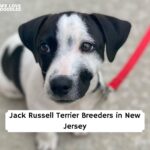 Jack Russell Terrier Puppies in New Jersey