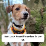 Jack Russell puppies UK